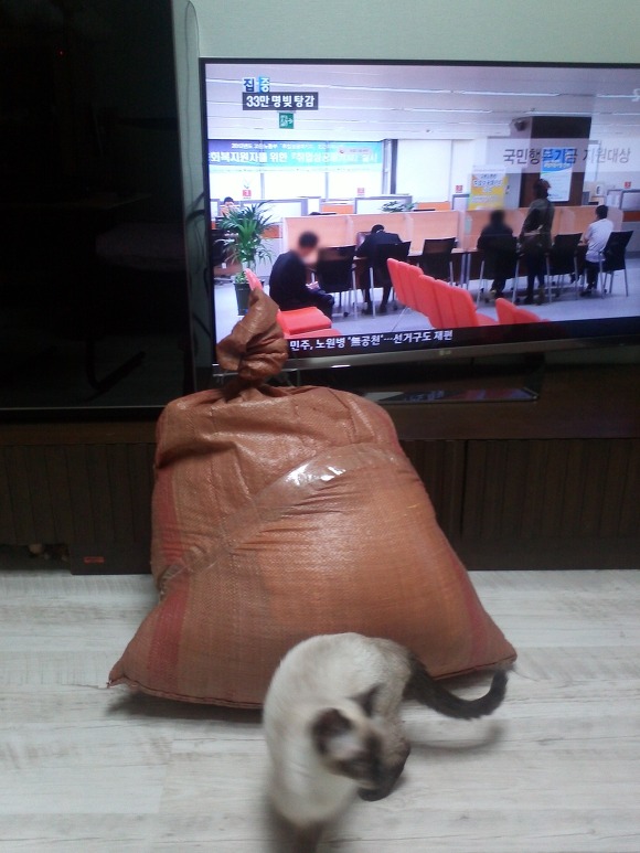 다이마루 이미지