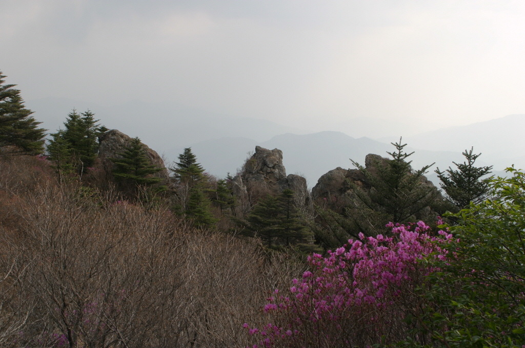 곰바우 이미지