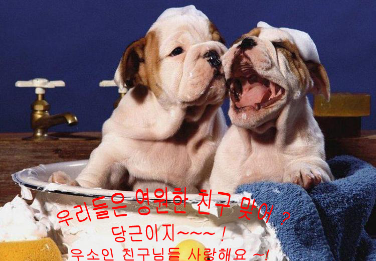 대어 이미지
