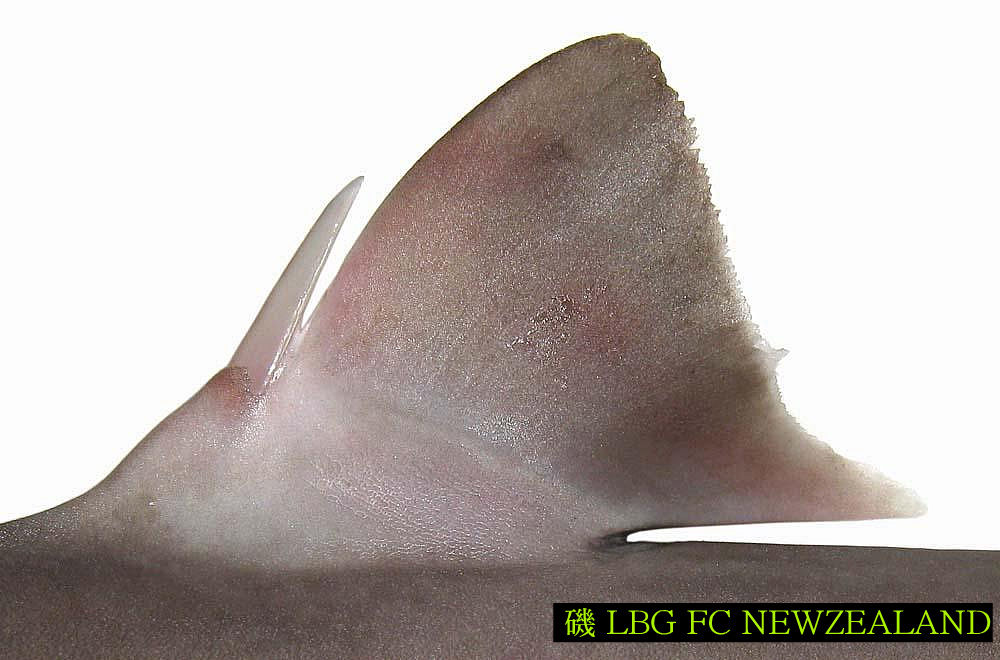 135BFE554D4EC894369CEC