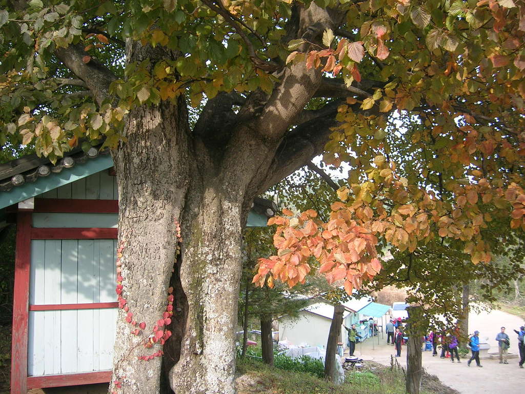 정선 전경 이미지