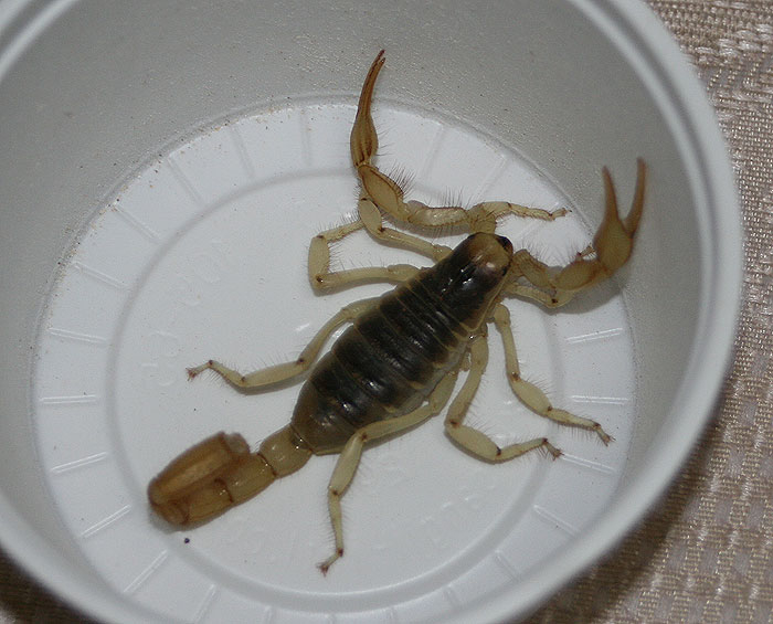 자이언트블랙 이미지