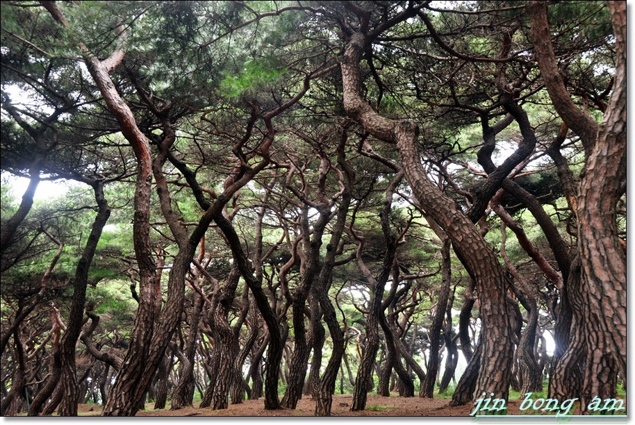 소나무풍경 이미지