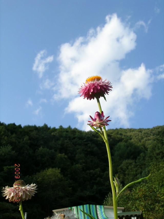 꽃밭에서 이미지