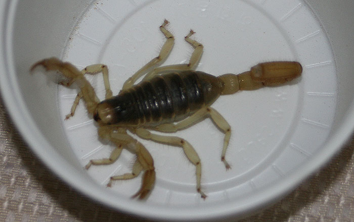 자이언트블랙 이미지