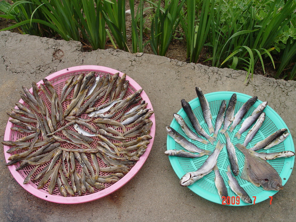 바다고기 이미지