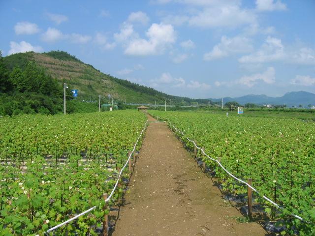 목화 이미지