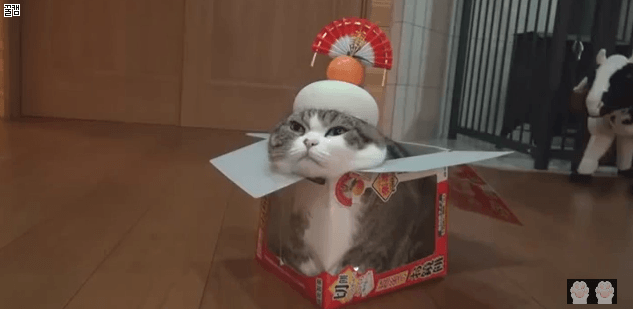 이해가 안되는 냥이들 짤 | 인스티즈