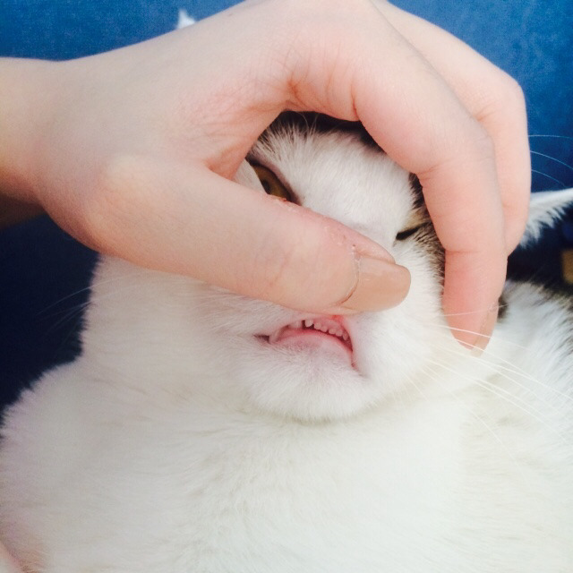 고양이 앞니.jpg | 인스티즈