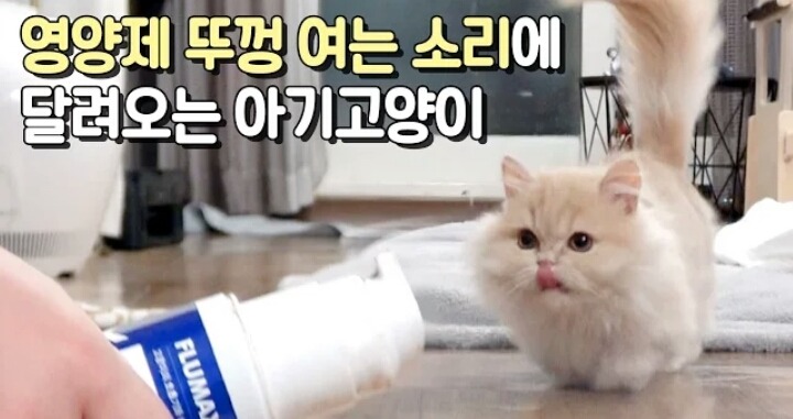 맛없는 영양제를 너무 좋아하는 고양이(...짱덕사주의) | 인스티즈