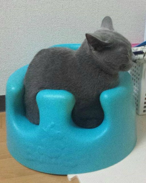 [고양이] 아기의자에 앉은 고양이.jpg | 인스티즈