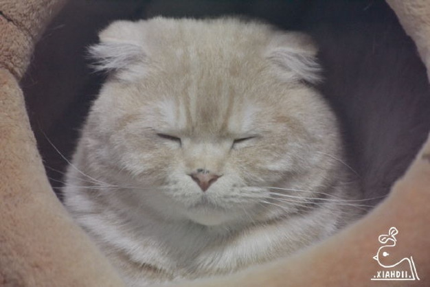 짱덕미 터지는 시아준수 고양이.jpg | 인스티즈