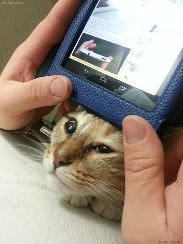 고양이 키우는 재미 | 인스티즈