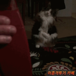 선천적 기형으로 두발로 걷는 고양이 | 인스티즈