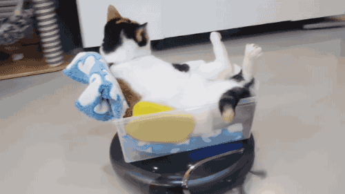 고양이 꽃가마 | 인스티즈
