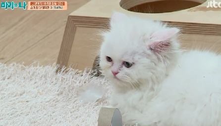 [마리와나] 뚱보냥 호동이 다이어트 시키기 (feat.먼지) | 인스티즈