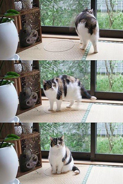 고양이 소환하는 법 | 인스티즈