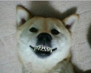 조은선물 이미지