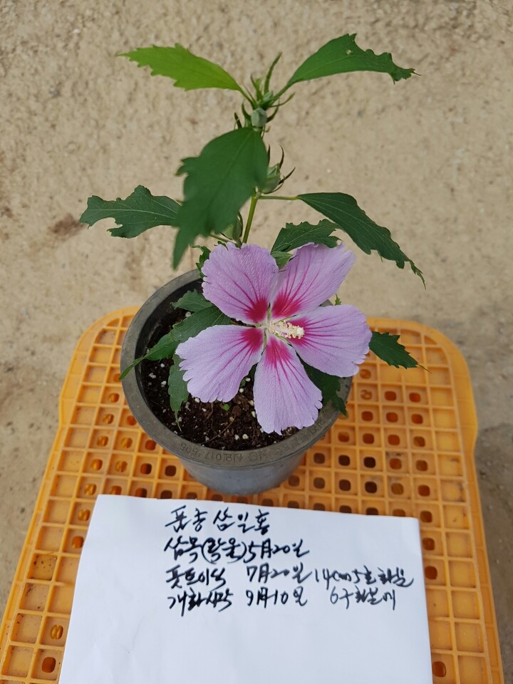 무궁화통신 이미지