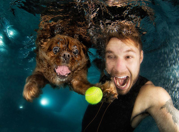 잠수하는 강아지.jpg | 인스티즈