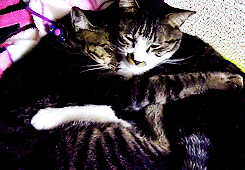 고양이 커플.gif | 인스티즈