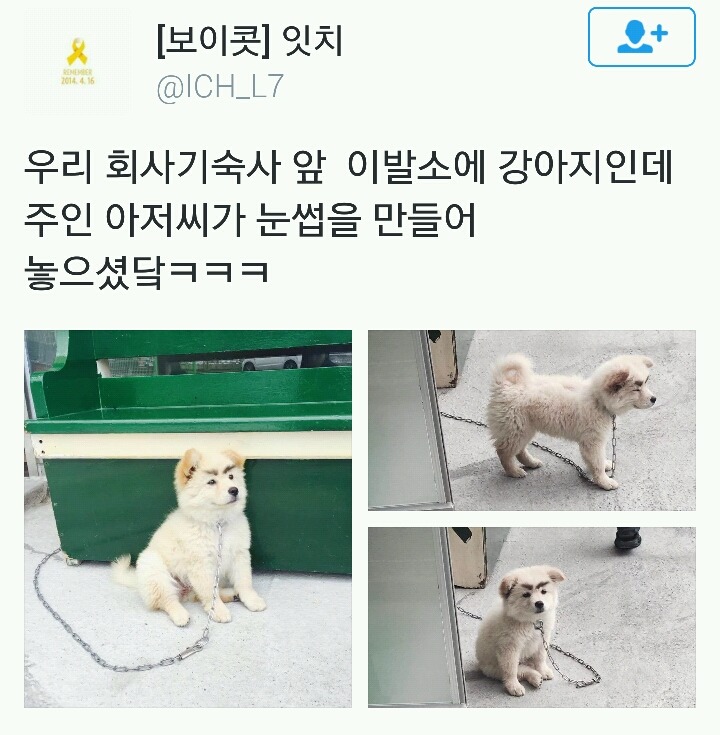 주인 아저씨가 강아지에게 눈썹을 그려주었다.twt | 인스티즈
