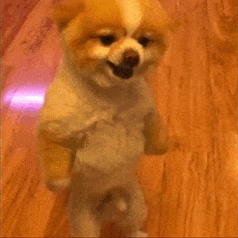 집에 혼자 남겨진 강아지 몰카.gif | 인스티즈