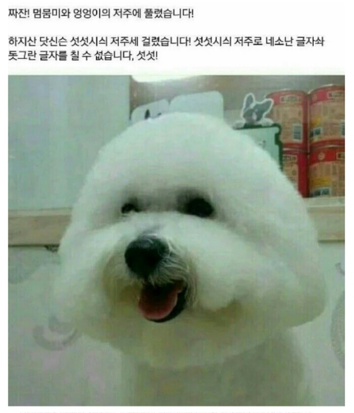 강아지의 저주들 | 인스티즈