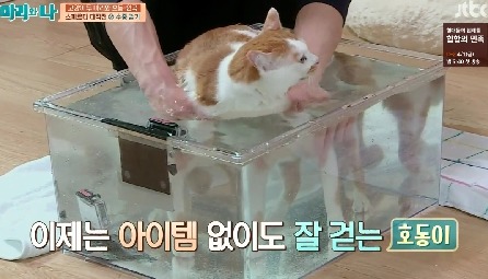 [마리와나] 뚱보냥 호동이 다이어트 시키기 (feat.먼지) | 인스티즈