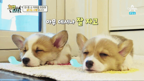 짧은 다리가 매력적인 웰시코기.gif | 인스티즈