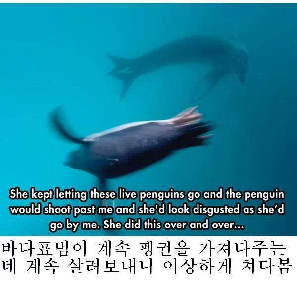 인간을 자기 동족인줄 알았던 바다표범 jpg | 인스티즈