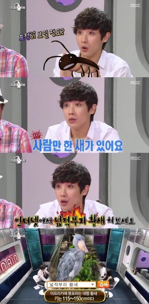 라디오스타에서 이준이 봤다는 새(넓적부리 황새) | 인스티즈