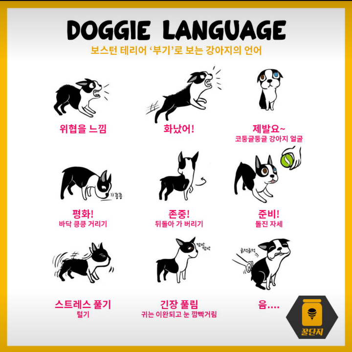 반려견 키울때 꼭 알아야 할 강아지의 언어 | 인스티즈