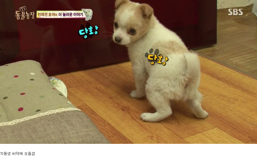 동물농장 완전 똑똑한 멍멍이 | 인스티즈