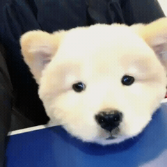 핵 귀여운 나인뮤지스 경리 반려견 시로(심장녹음주의) | 인스티즈