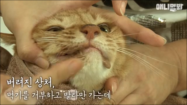 거식증 걸린 고양이 준팔이 그후 | 인스티즈