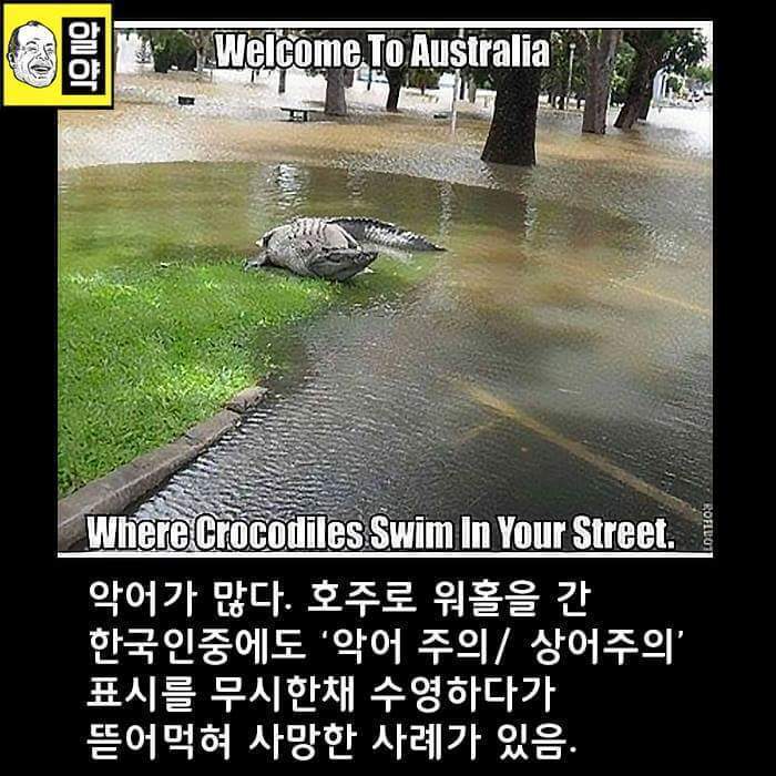 혐오주의) 호주의 위엄 | 인스티즈
