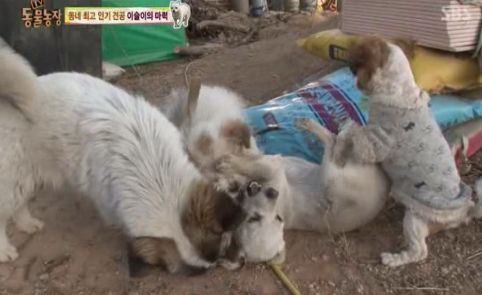 동네 최고 인기견 이슬이 ㅋㅋㅋㅋ.jpg | 인스티즈