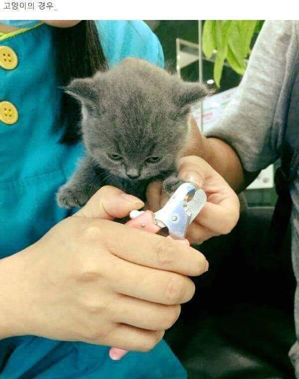 강아지와 고양이의 발톱 깎을때 차이 | 인스티즈