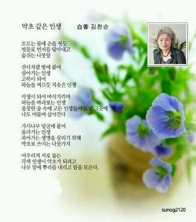백향 이미지