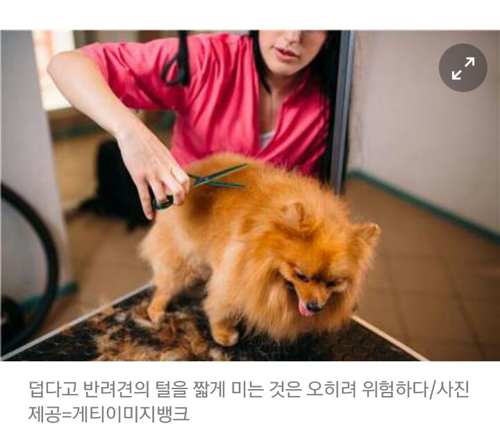 선풍기 바람, 땀샘 없는 반려견에겐 효과 없어..여름 잘 나려면? | 인스티즈