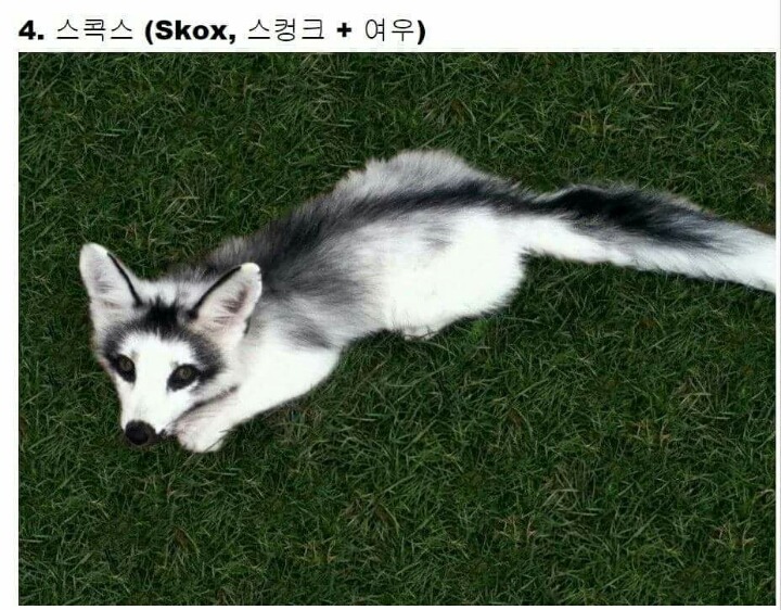 교배성공한 희귀동물들 | 인스티즈
