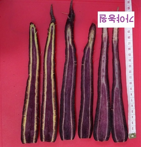 자색 이미지