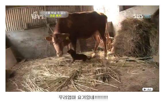 의리빼면 시체인 강아지 | 인스티즈