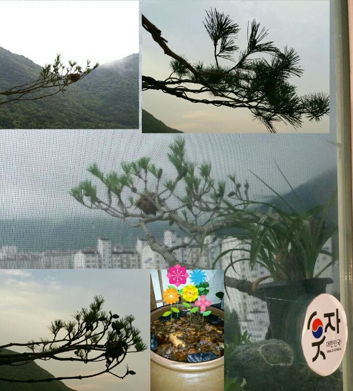 우리산약초 이미지