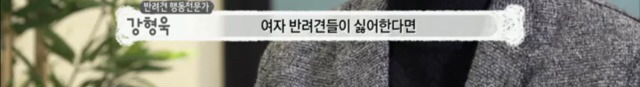 교배 업체에 보낸 후 사나워진 강아지 릴리 | 인스티즈