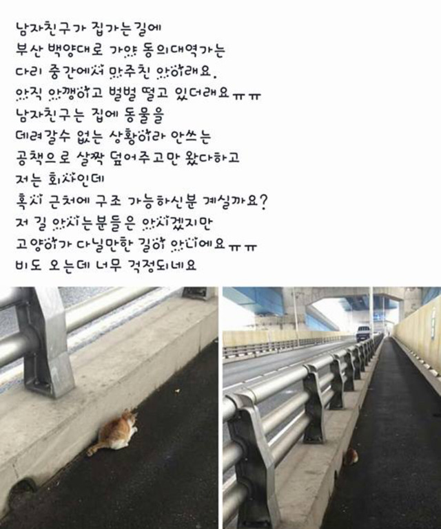 아기 고양이 데려가 임보해 주실분 찾습니다 | 인스티즈