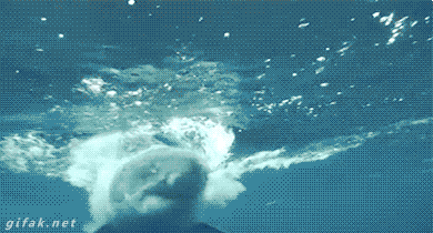 상어의 위협.gif | 인스티즈
