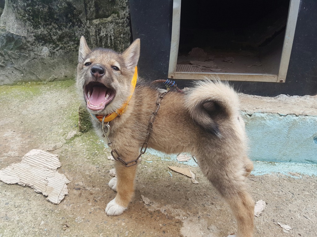 꼴통 이미지