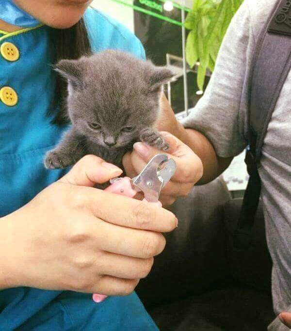 강아지와 고양이의 발톱 깎을때 차이 | 인스티즈